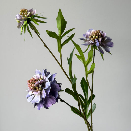 Scabiosa (3-bloem) - Paars