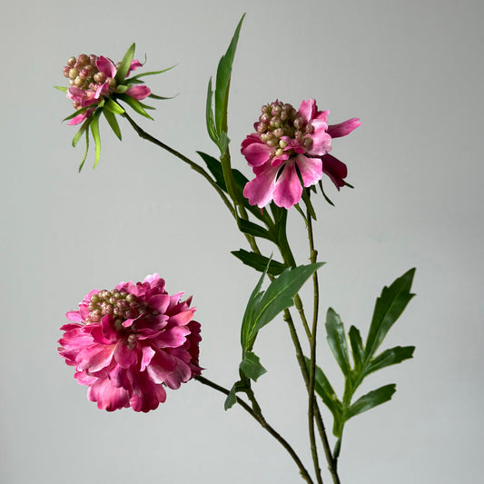 Scabiosa (3-bloem) - Fuchsia