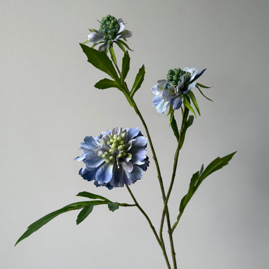 Scabiosa (3-bloem) - Blauw