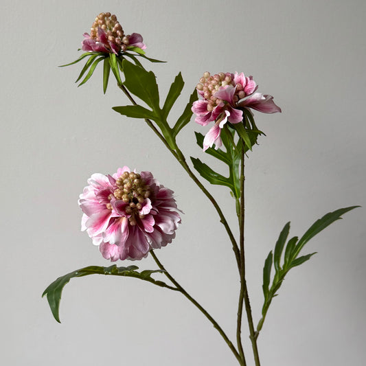 Scabiosa (3-bloem) - Licht Roze