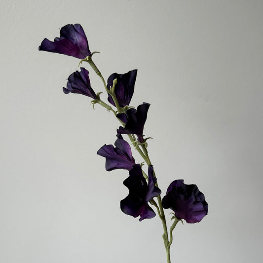 Lathyrus (Pronkerwt) - Donker Paars