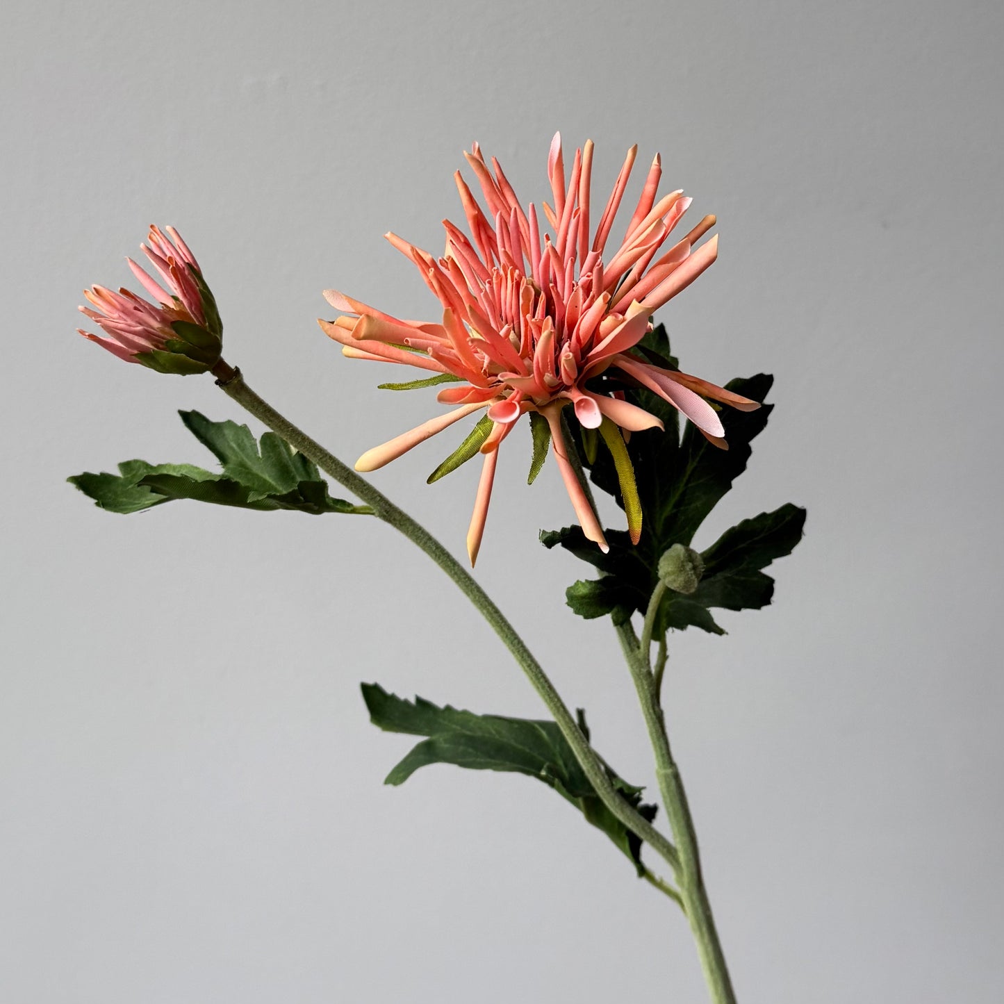 Chrysant stekel - Zalm