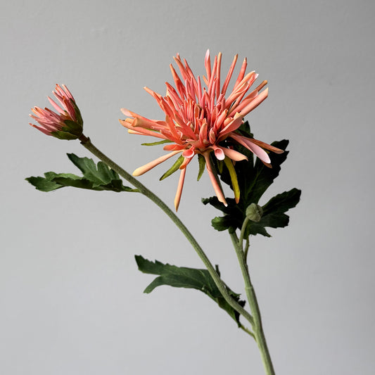 Chrysant stekel - Zalm