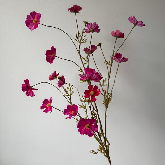 Cosmos (Cosmea) Spray (16-bloemig) - Fuchsia