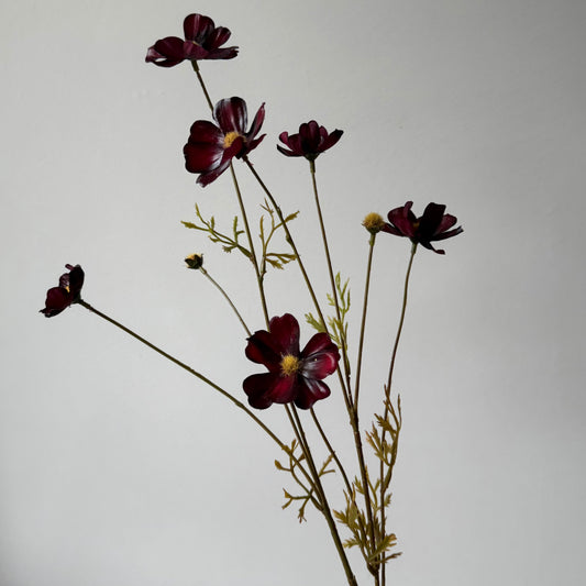 Cosmos (Cosmea) Spray (6-bloemig) - Bordeaux