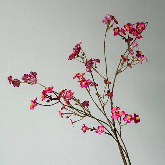 Vergeet Mij Nietjes - Fuchsia
