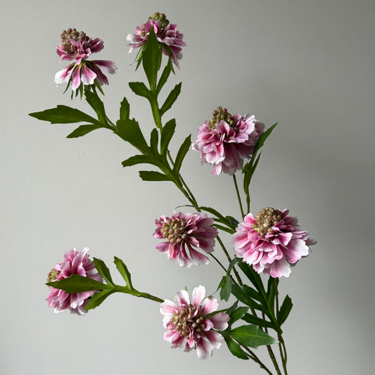 Scabiosa Spray (7-bloem) - Licht Roze