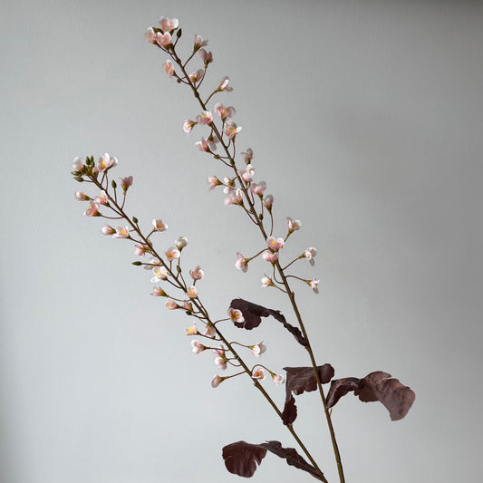 Primula bloesem - Roze/Bordeaux