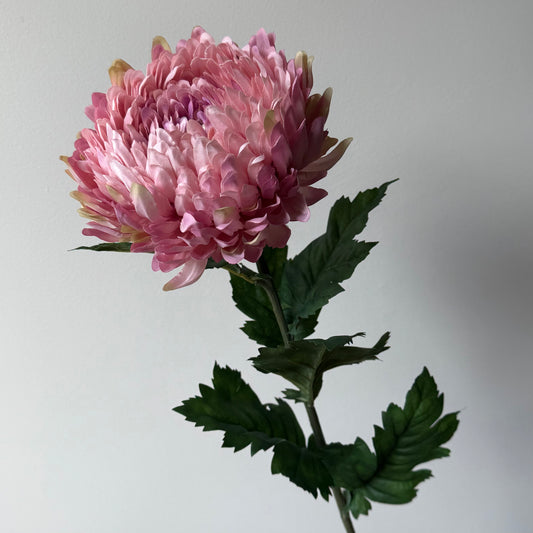 Chrysant - Oudroze