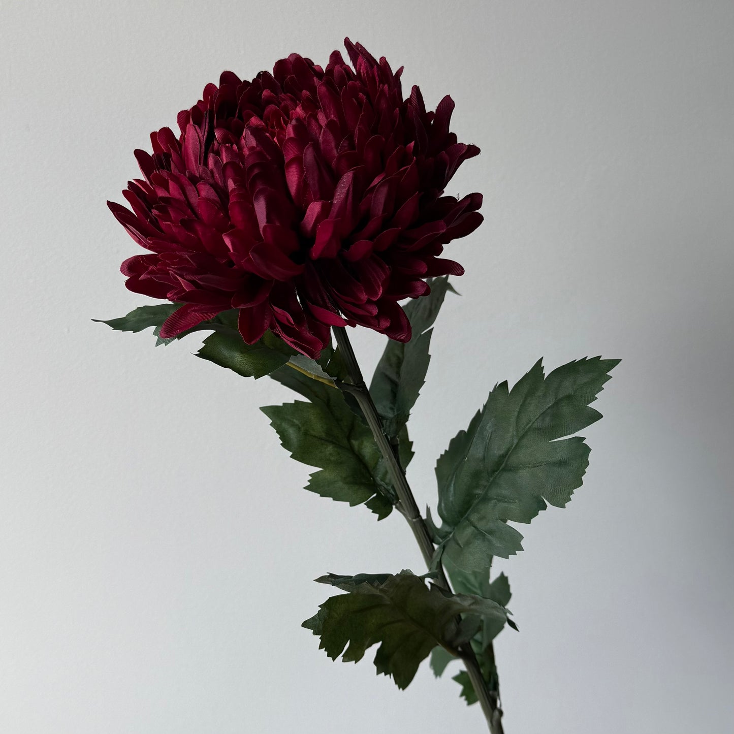 Chrysant - Bordeaux rood