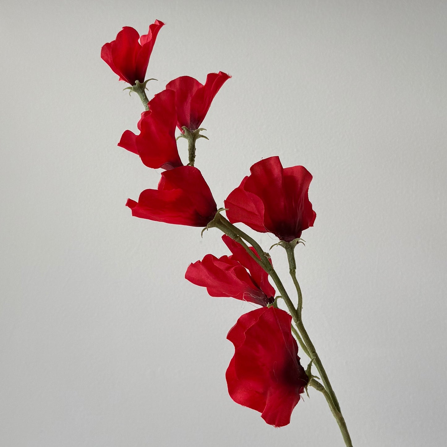 Lathyrus (Pronkerwt) - Rood