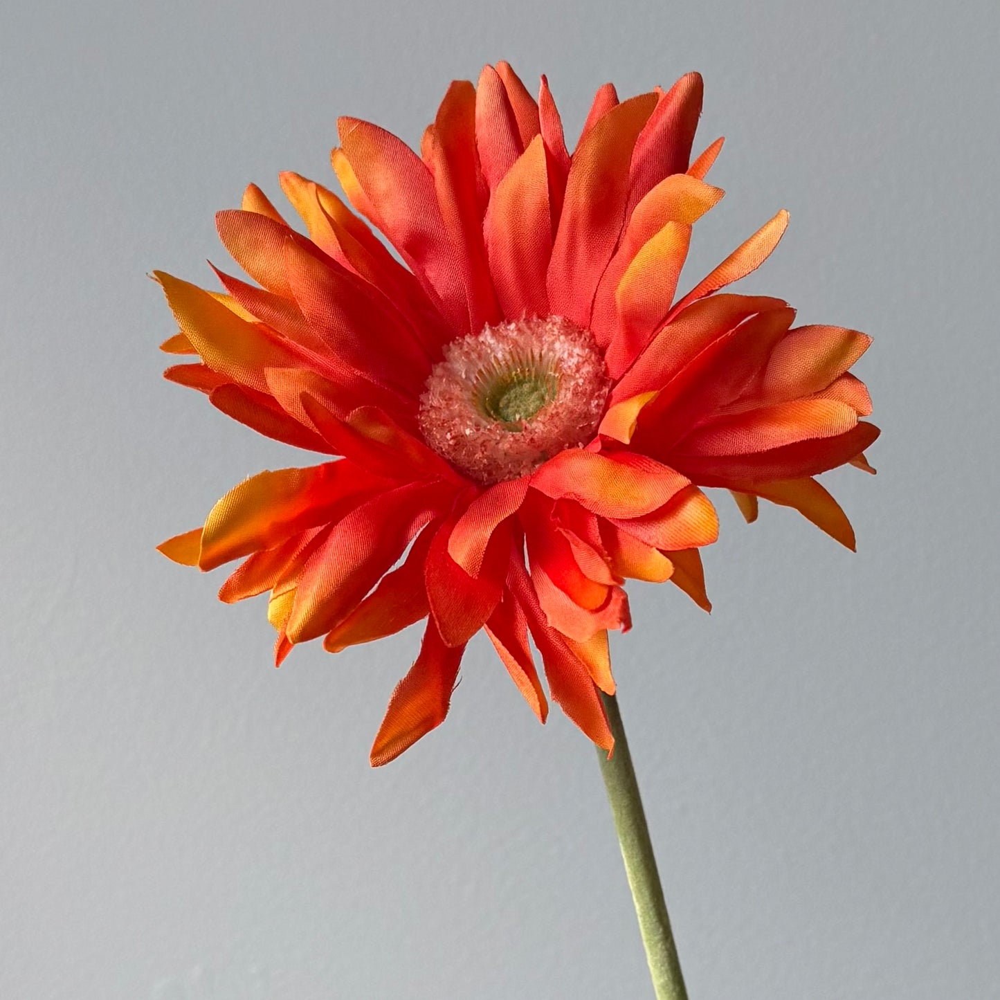 Gerbera - Oranje
