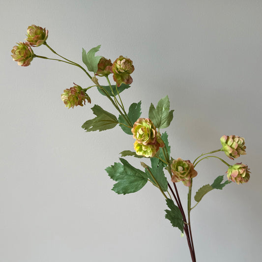 Hop - Groen/roze