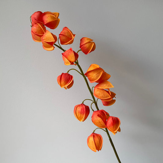 Physalis (Lampionnetje) - Oranje