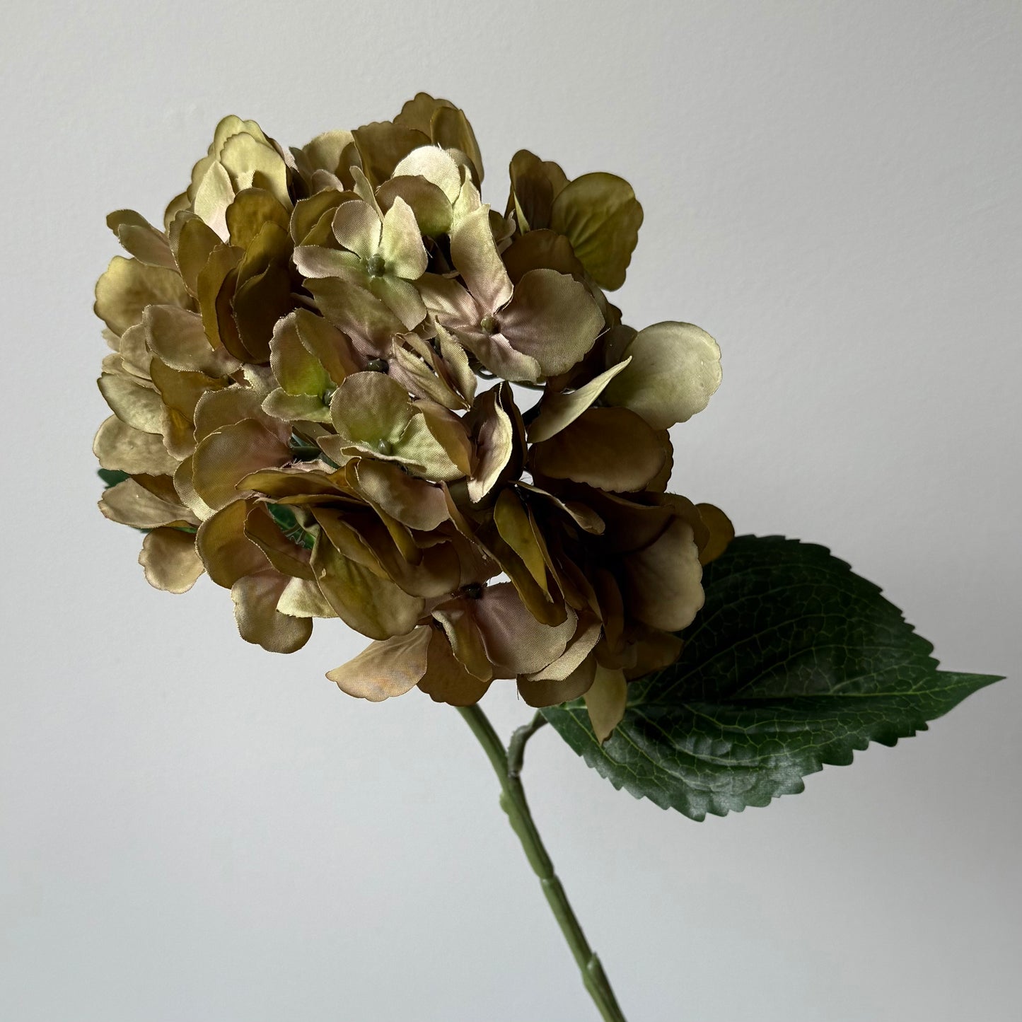 Hydrangea (Hortensia) - Donkergroen