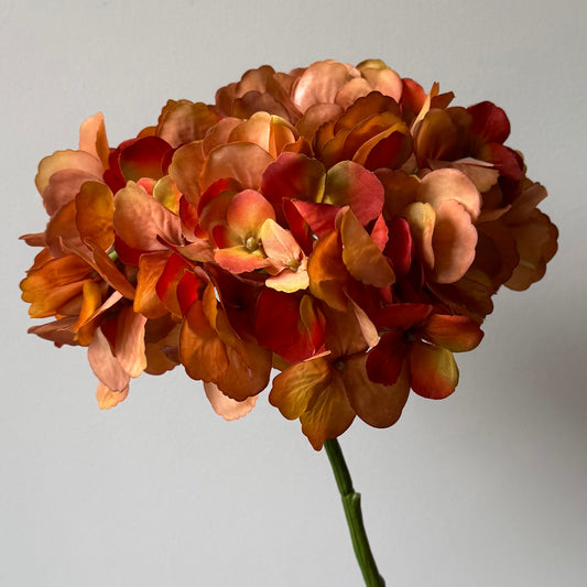 Hydrangea (Hortensia) Groot - Roestbruin