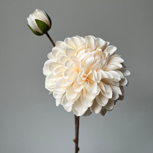 Dahlia Pompon - Crème