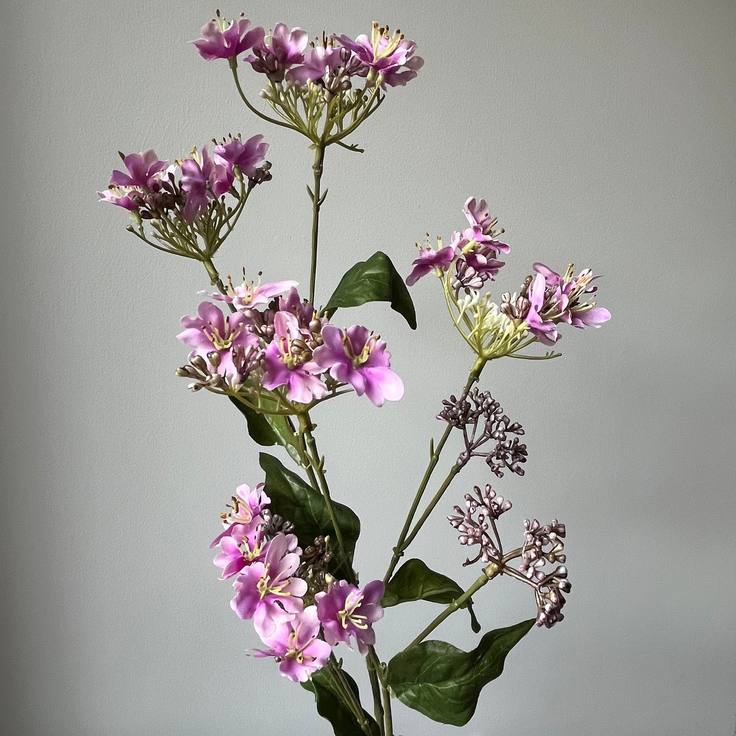 Trachelium (Halskruid) Spray - Lila