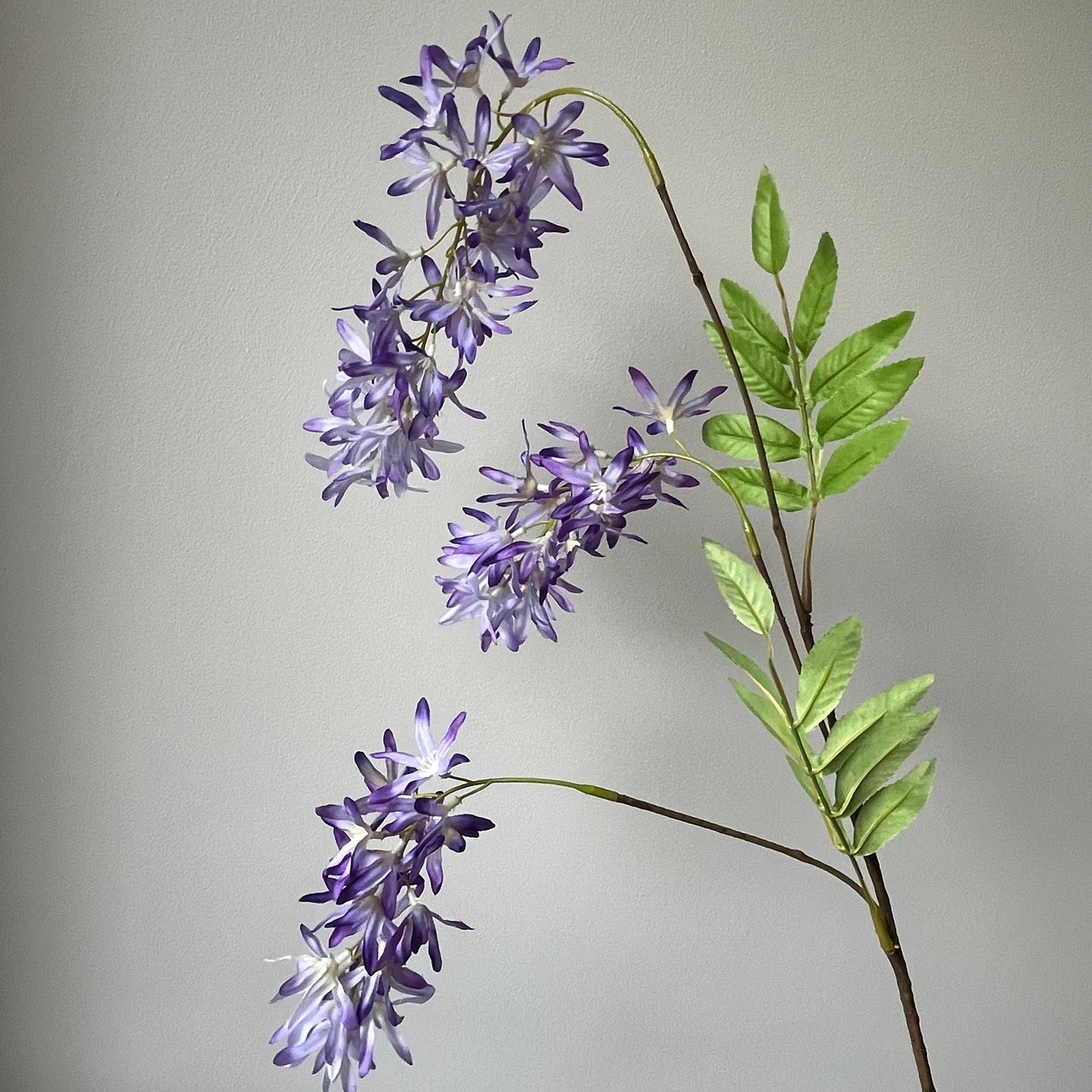 Wisteria (Blauwe Regen) - Lila/Paars