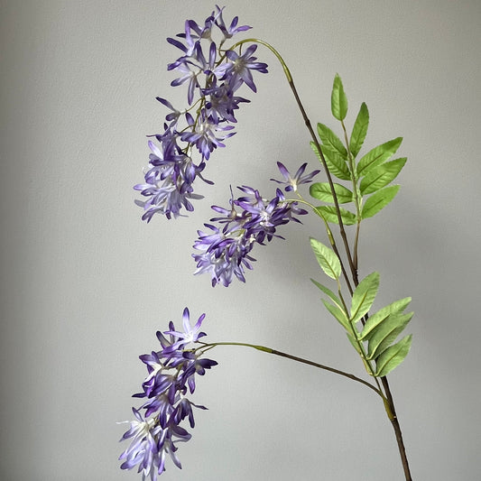 Wisteria (Blauwe Regen) - Lila/Paars