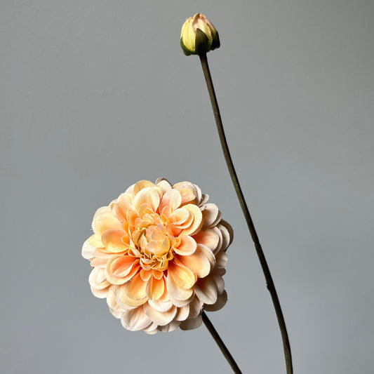 Dahlia - Zalm