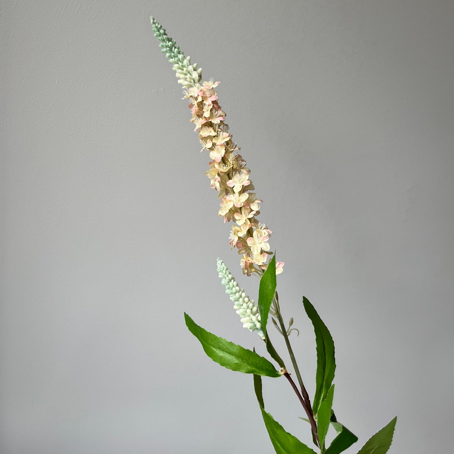 Veronica (Ereprijs) - Zalm
