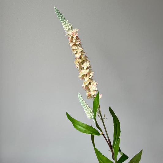 Veronica (Ereprijs) - Zalm