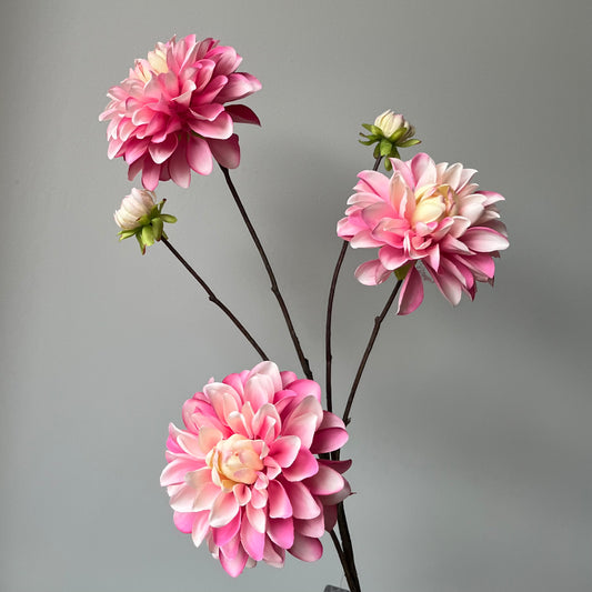 Dahlia Capitol Spray - Roze
