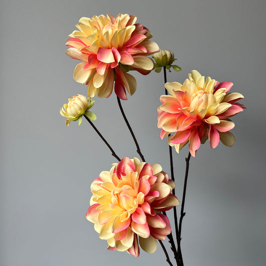 Dahlia Capitol Spray - Zalm