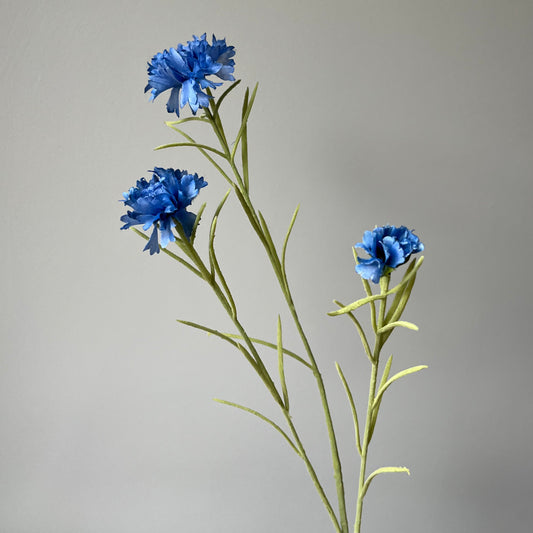 Korenbloem - Blauw