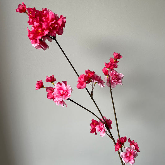 Bloesem Prunus - Fuchsia