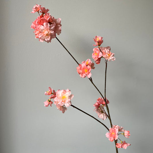 Bloesem Prunus - Zalm