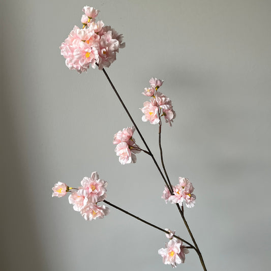 Bloesem Prunus - Roze