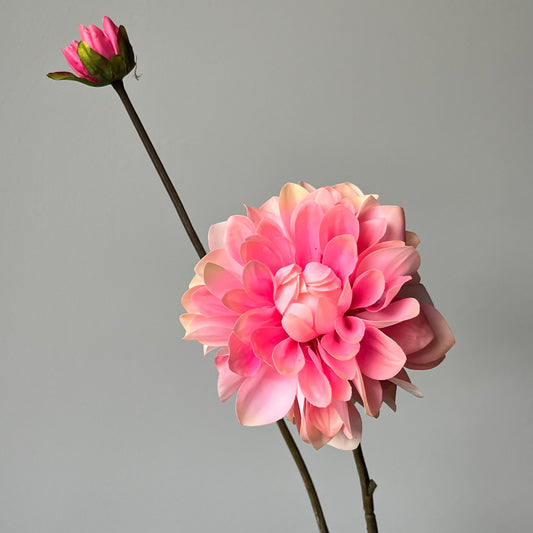 Dahlia - Roze