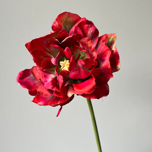 Tulp open - Rood