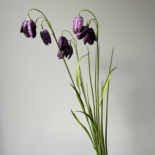 Fritillaria (Wilde Kievitsbloem) - Paars