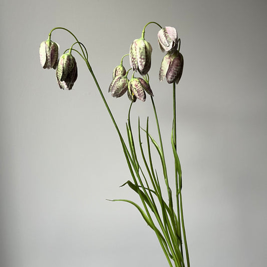 Fritillaria (Wilde Kievitsbloem) - Lavendel/Groen