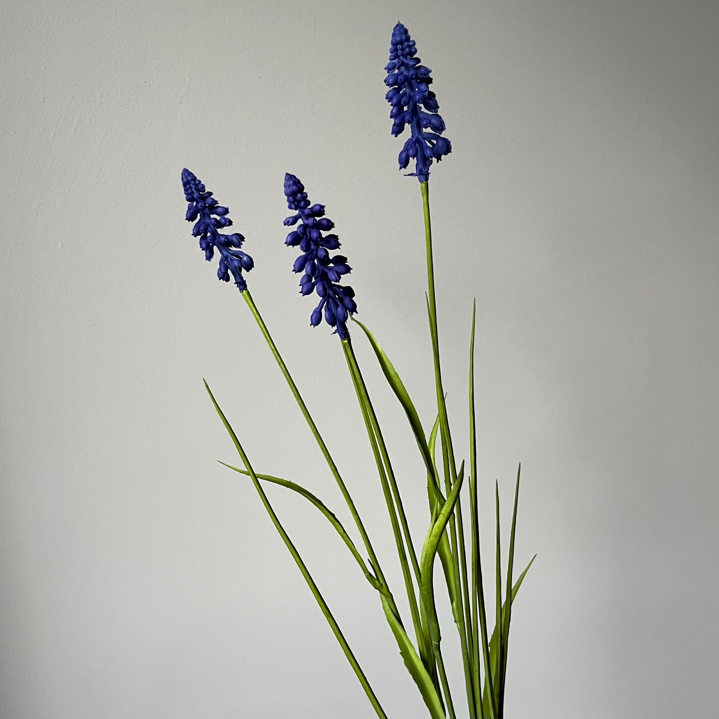 Blauwe Druif - Blauw