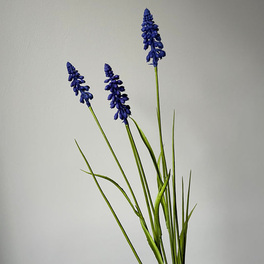 Blauwe Druif - Blauw