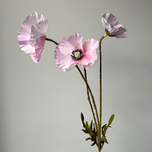 Poppy (Klaproos) - Lila