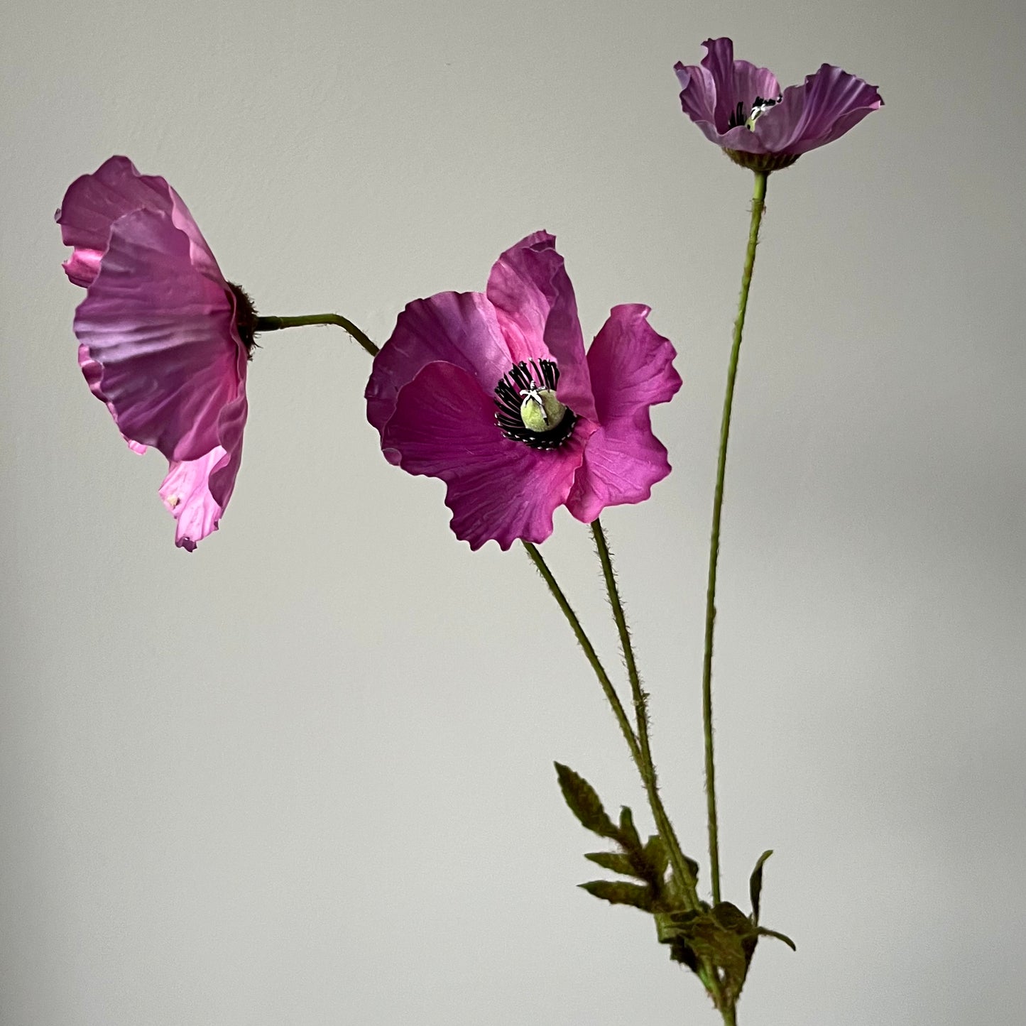 Poppy (Klaproos) - Paars
