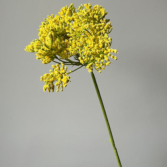 Wild Wortel (Queen Anne's Lace / Vogelnestje) - Geel