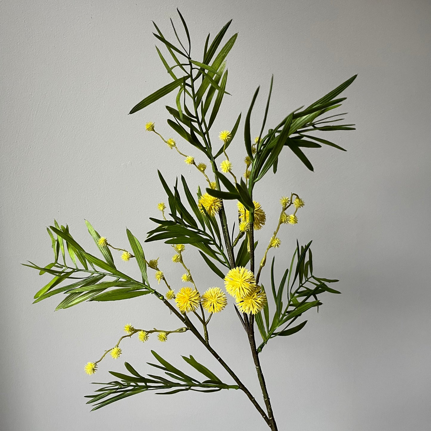 Mimosa - Geel
