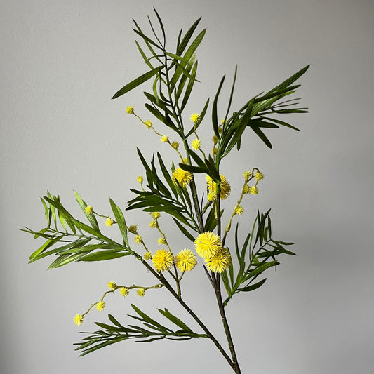 Mimosa - Geel