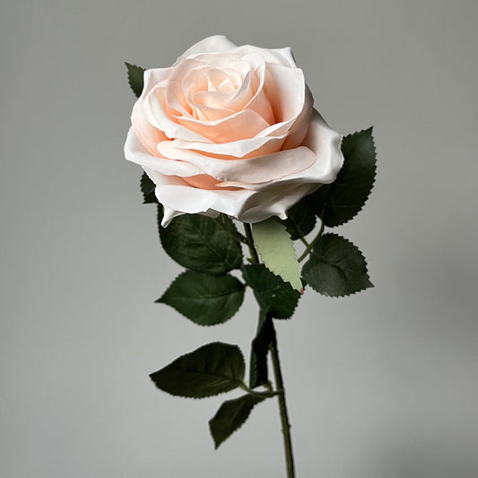 Roos - Licht Roze