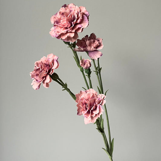 Dianthus Spray (Anjer) - Oudroze