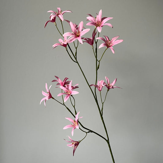 Tweedia - Roze