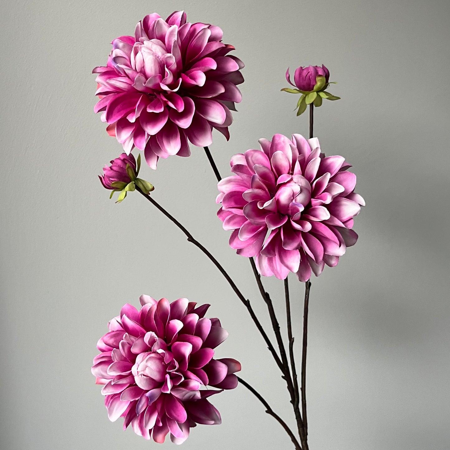 Dahlia Capitol Spray - Paars