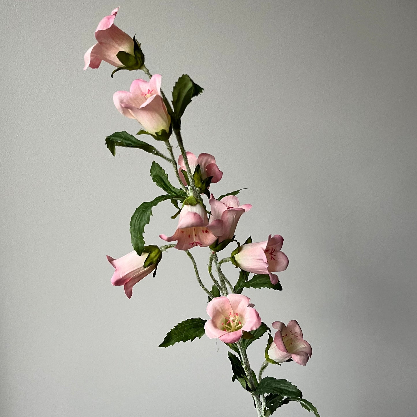 Campanula (Klokje) - Roze