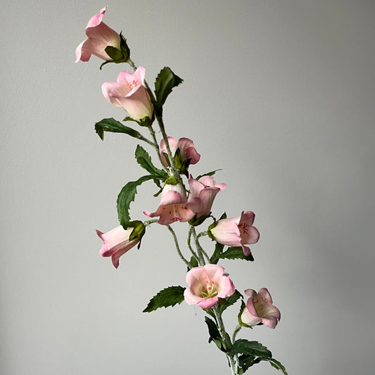 Campanula (Klokje) - Roze